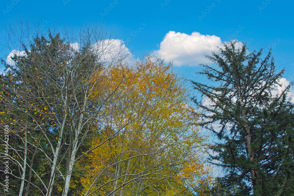 Fototapeta premium trees and sky in autumn season