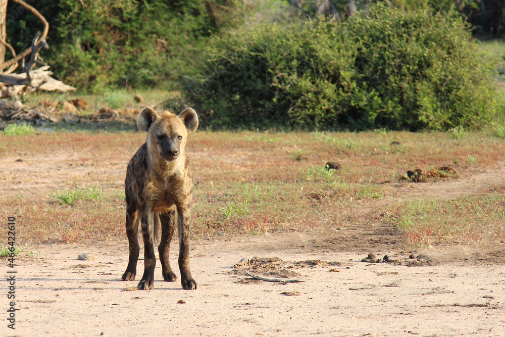 Tüpfelhyäne / Spotted hyaena / Crocuta crocuta.. Tüpfelhyäne / Spotted hyaena / Crocuta crocuta..