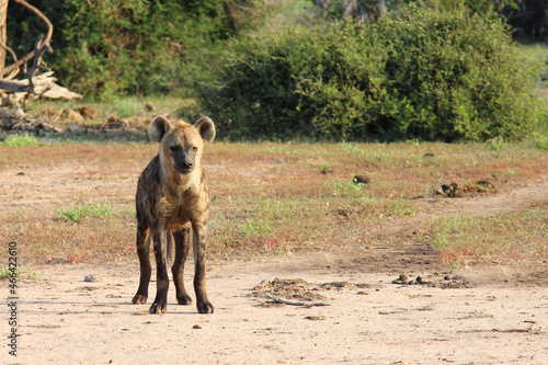 Tüpfelhyäne / Spotted hyaena / Crocuta crocuta.. © Ludwig