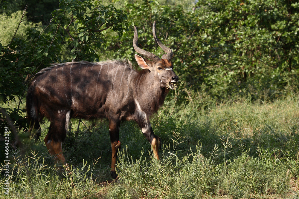 Nyala / Nyala / Tragelaphus angasii. Nyala / Nyala / Tragelaphus angasii.