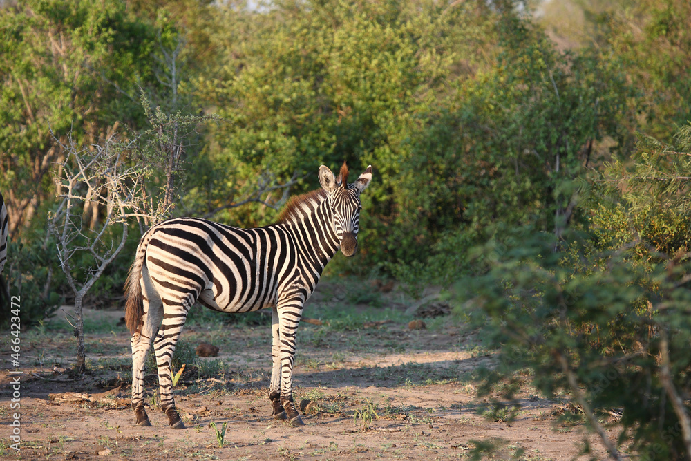 Steppenzebra / Burchell's zebra / Equus burchellii. Steppenzebra / Burchell's zebra / Equus burchellii.