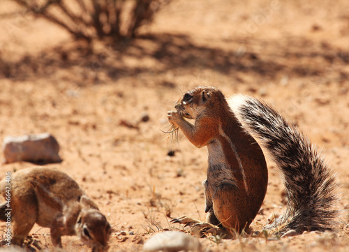 The African ground squirrels (genus Xerus) staying on dry sand of Kalahari desert and feeding.