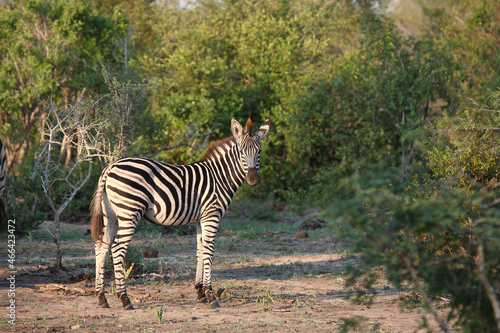 Steppenzebra   Burchell s zebra   Equus burchellii.