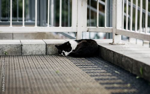 homeless cat sleeps