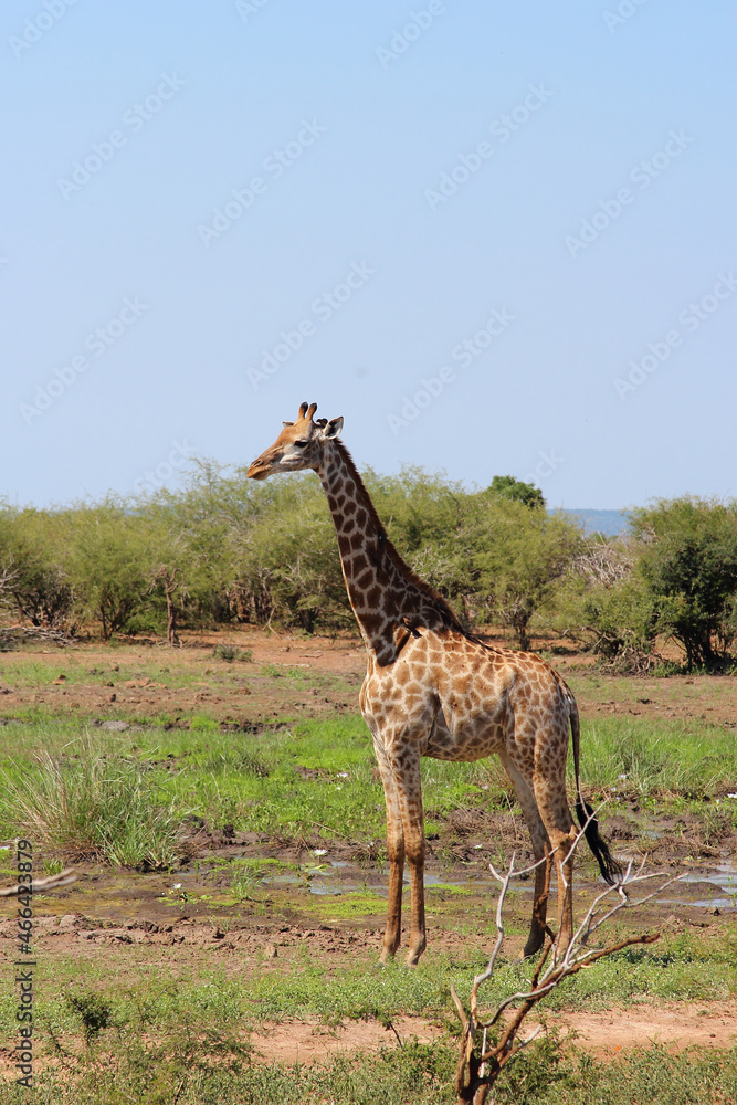Obraz premium Giraffe / Giraffe / Giraffa camelopardalis