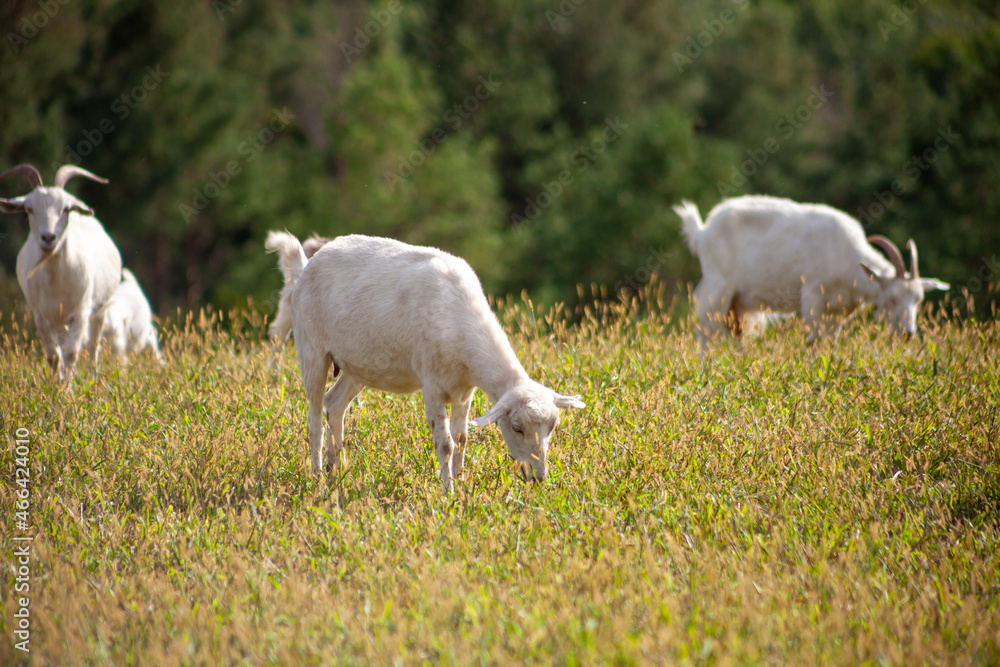 Obraz premium A herd of goats grazes in the meadow. Farming. Self-walking goat. Farm pasture. Summer day. Goats eat grass