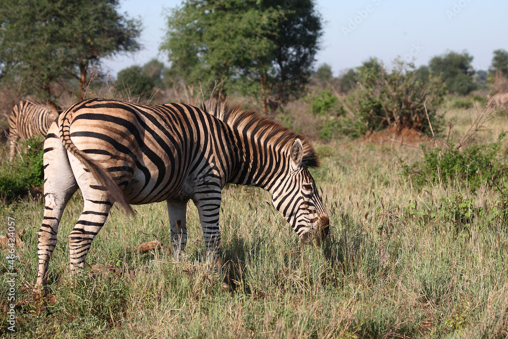 Obraz premium Steppenzebra / Burchell's zebra / Equus burchellii