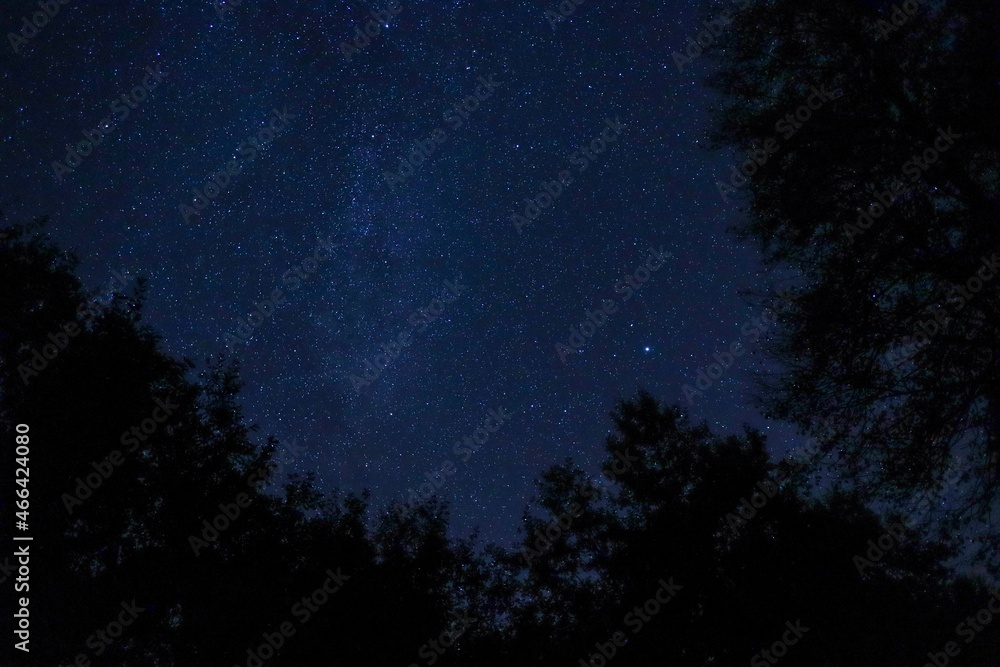Starry sky in the forest at night