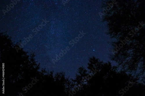 Starry sky in the forest at night