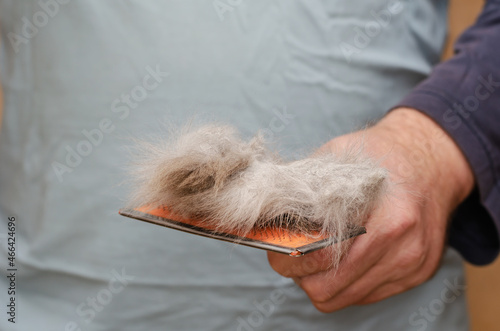 Cat brush with gray hair. The middle section of the man holds the grooming brush with hair.