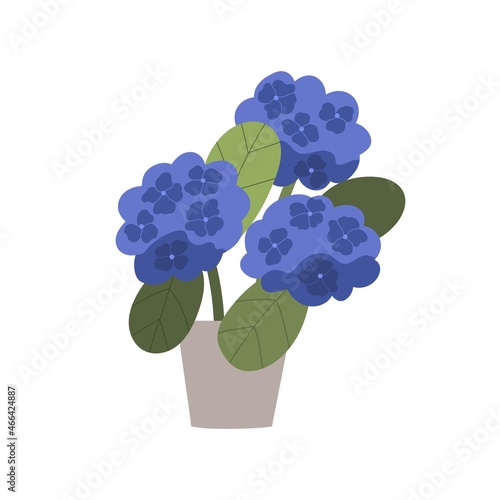 Hydrangea in pot with lush blooming flower clusters. Blossomed floral house plant growing in flowerpot. Gorgeous Hortensia houseplant. Flat vector illustration isolated on white background
