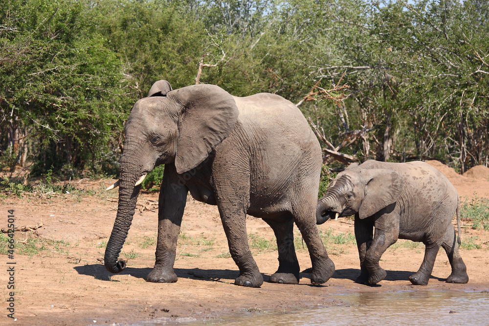 Fototapeta premium Afrikanischer Elefant / African elephant / Loxodonta africana