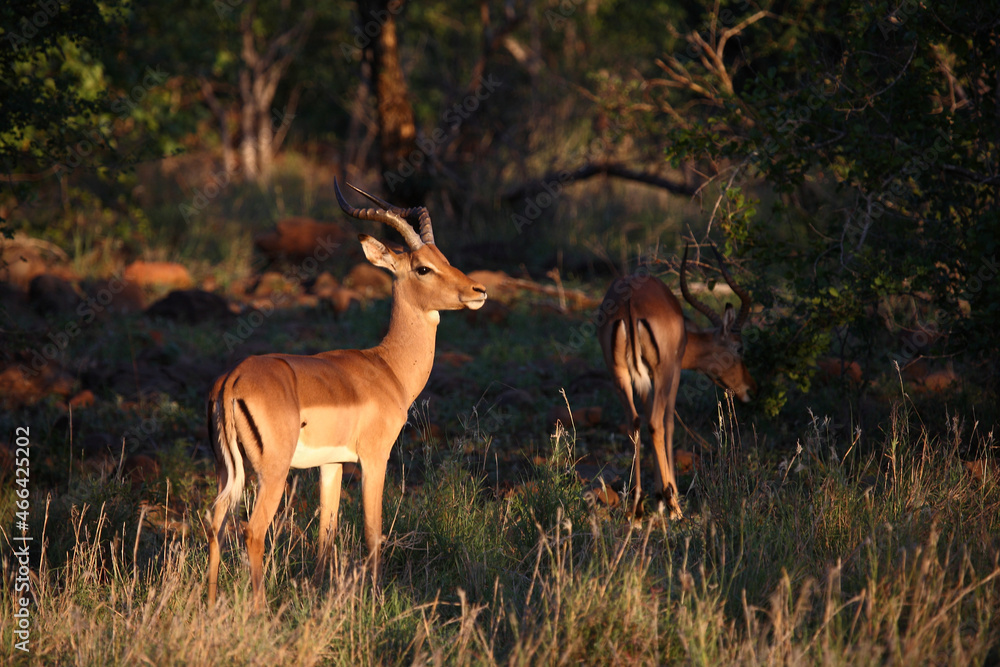 Schwarzfersenantilope / Impala / Aepyceros melampus Schwarzfersenantilope / Impala / Aepyceros melampus