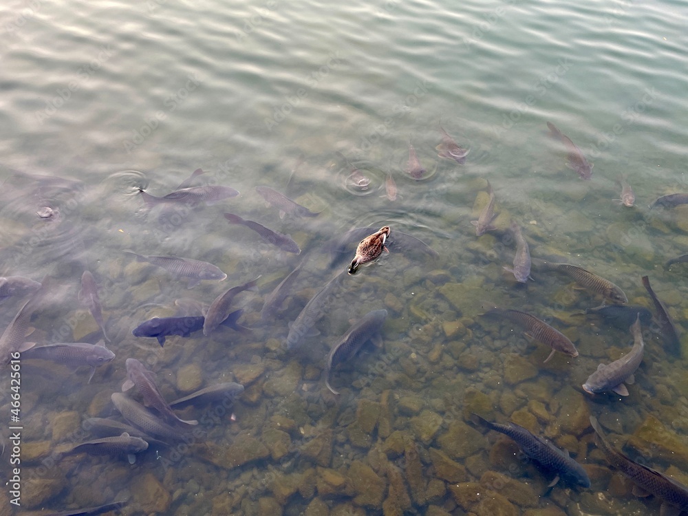 fish in the water fish in the water