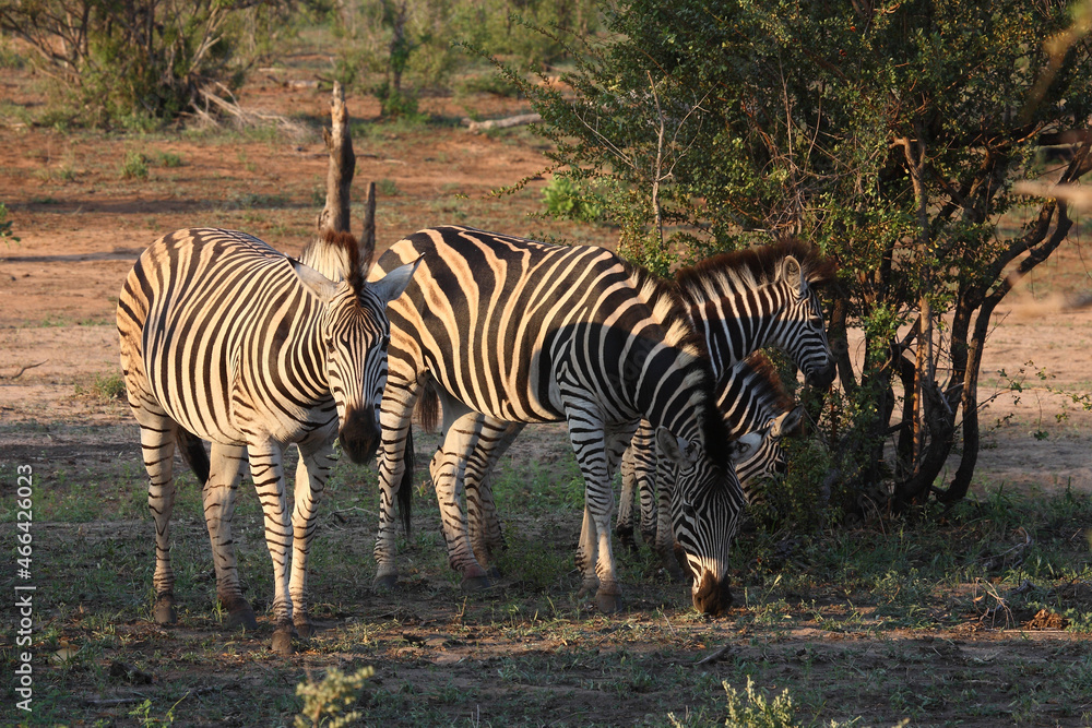 Obraz premium Steppenzebra / Burchell's zebra / Equus burchellii.