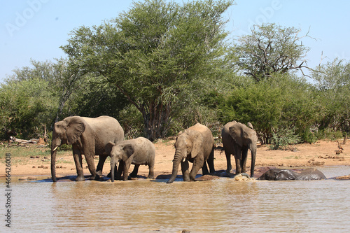 Afrikanischer Elefant / African elephant / Loxodonta africana