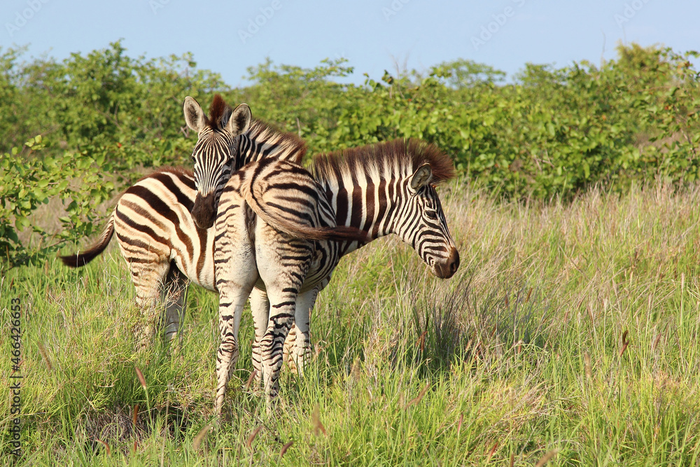 Obraz premium Steppenzebra / Burchell's zebra / Equus burchellii..