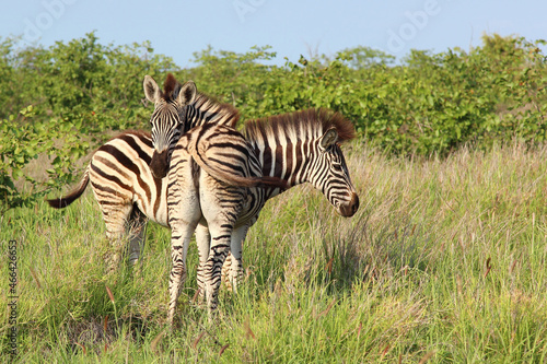 Steppenzebra   Burchell s zebra   Equus burchellii..