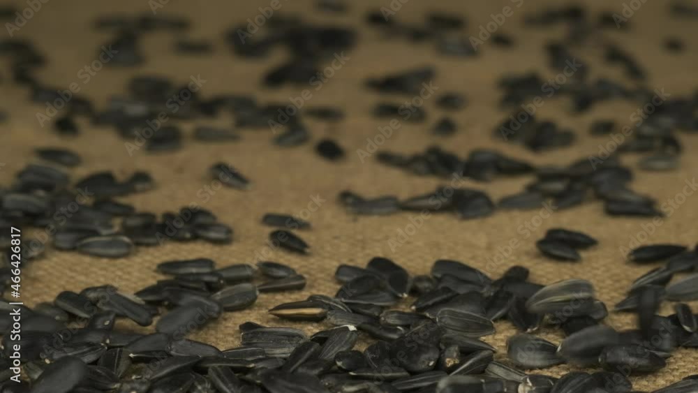 Slow motion. Close-up. Sunflower grains begin to falling, forming a pile of seeds. Grains on sacking. Slow motion. Close-up. Sunflower grains begin to falling, forming a pile of seeds. Grains on sacking.