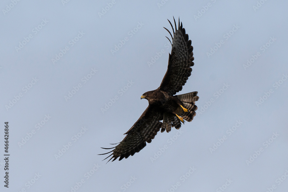 Obraz premium Buse variable, .Buteo buteo, Common Buzzard