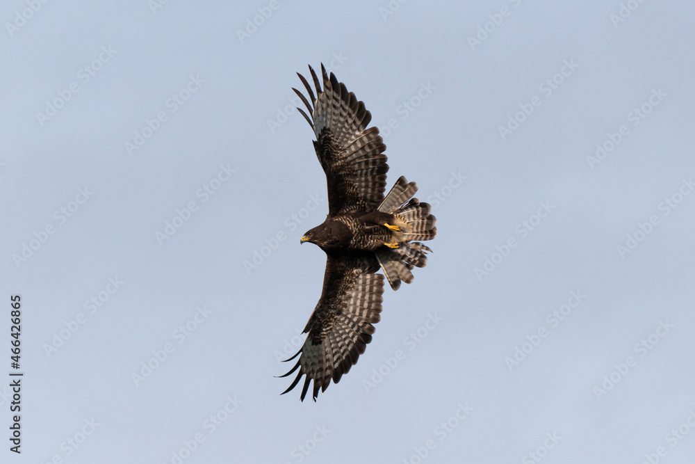 Fototapeta premium Buse variable, .Buteo buteo, Common Buzzard