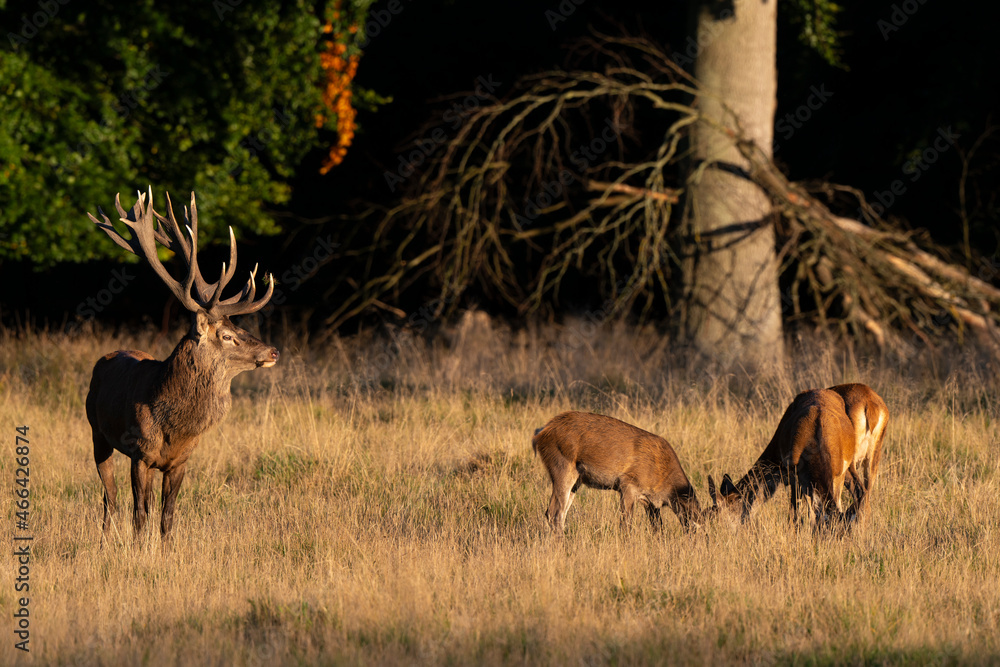 Obraz premium Cerf élaphe, cerf, brame, cervus elaphus