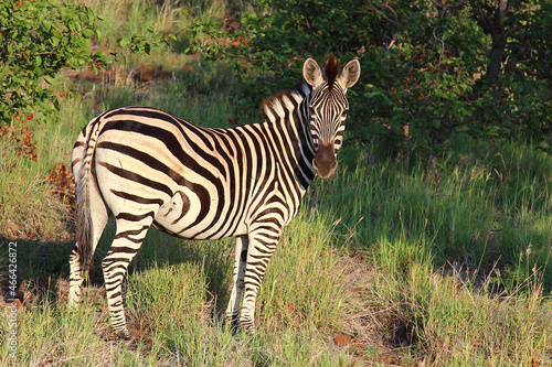 Steppenzebra   Burchell s zebra   Equus burchellii