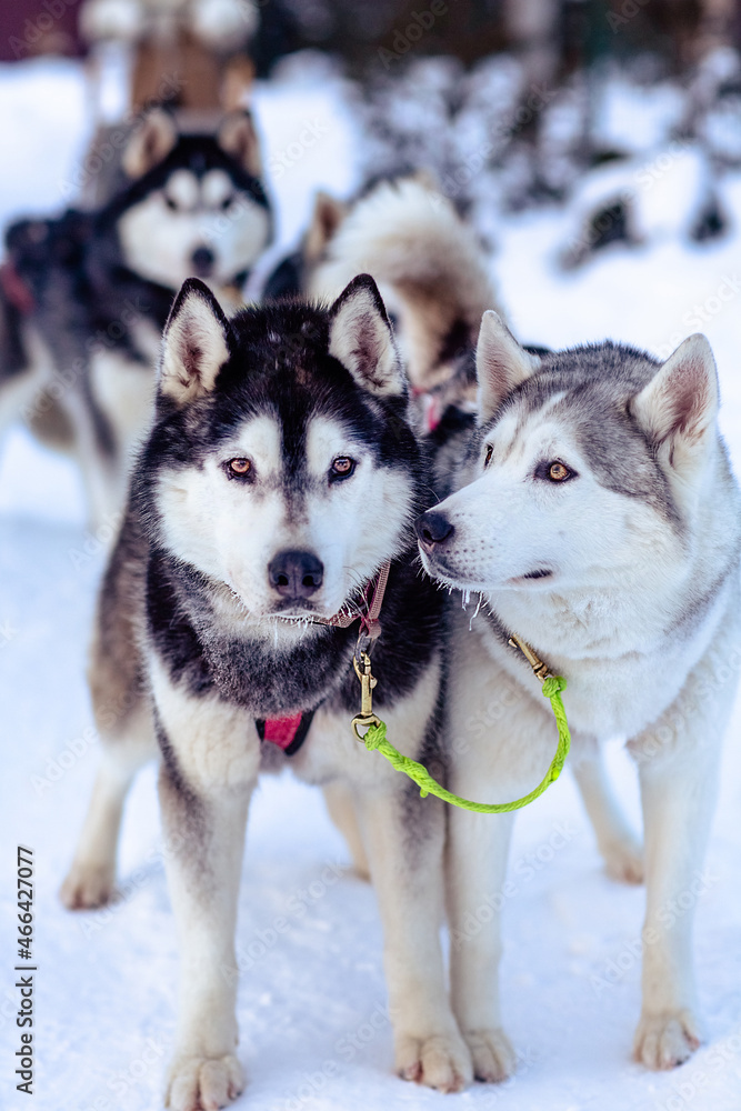 winter. harness of husky dogs. two dogs close up