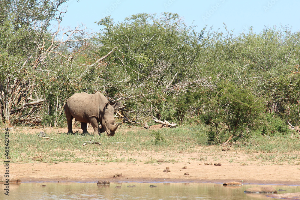 Naklejka premium Breitmaulnashorn / Square-lipped rhinoceros / Ceratotherium simum