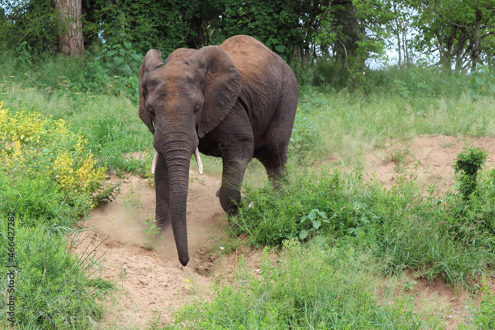 Fototapeta premium Afrikanischer Elefant / African elephant / Loxodonta africana.