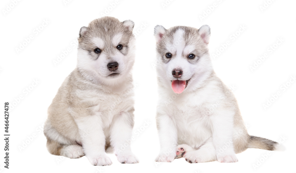 Two adorable husky puppies sitting together isolated on white background
