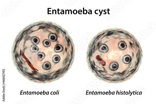 Cysts of Entamoeba protozoan, 3D illustration photo