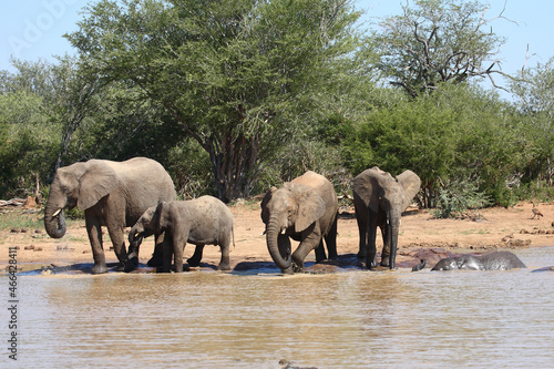 Afrikanischer Elefant / African elephant / Loxodonta africana