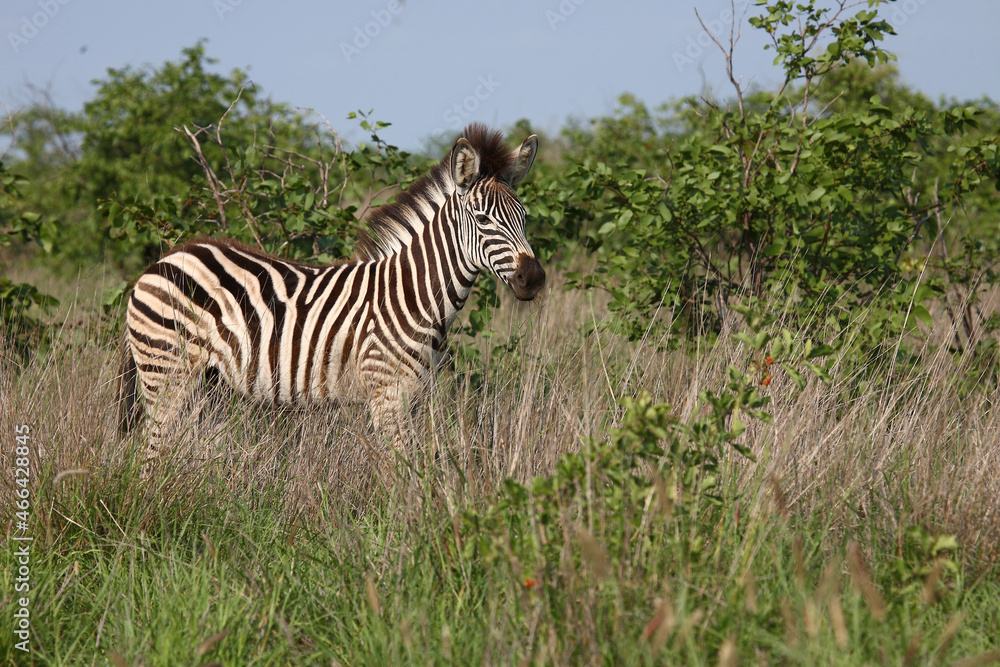 Obraz premium Steppenzebra / Burchell's zebra / Equus burchellii..