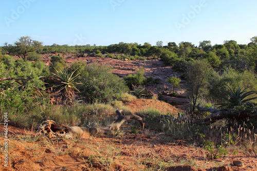 Afrikanischer Busch - Krügerpark - Red Rocks / African Bush - Kruger Park - Red Rocks /