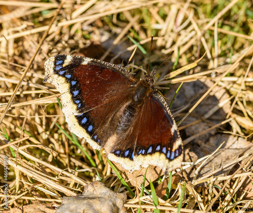 mourning cloak butterfly (Nymphalis antiopa) or Camberwell beauty on dry grass