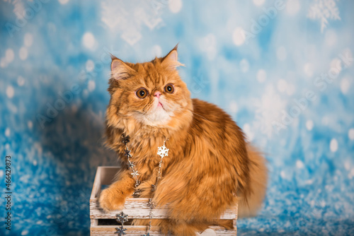 Persian cat on a blue Christmas background with snow