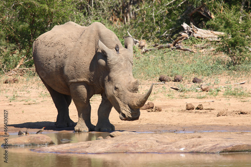 Breitmaulnashorn   Square-lipped rhinoceros   Ceratotherium Simum