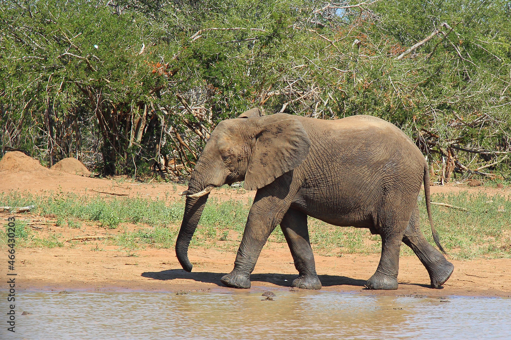 Afrikanischer Elefant / African elephant / Loxodonta africana Afrikanischer Elefant / African elephant / Loxodonta africana