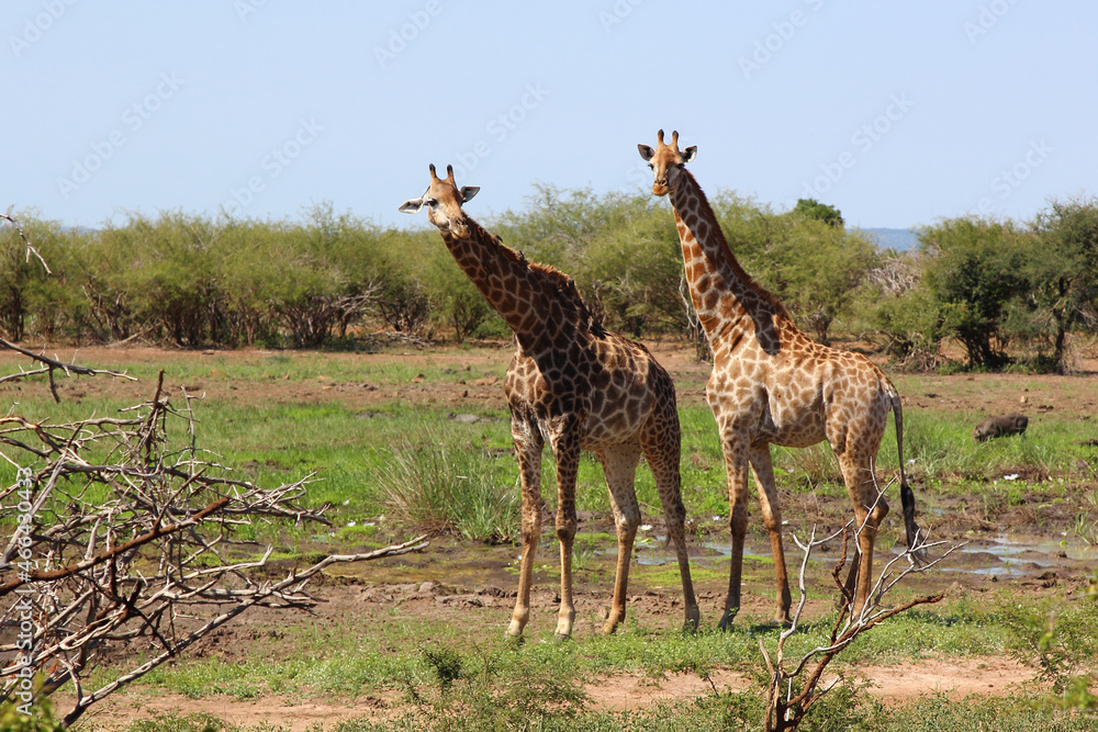 Obraz premium Giraffe / Giraffe / Giraffa camelopardalis