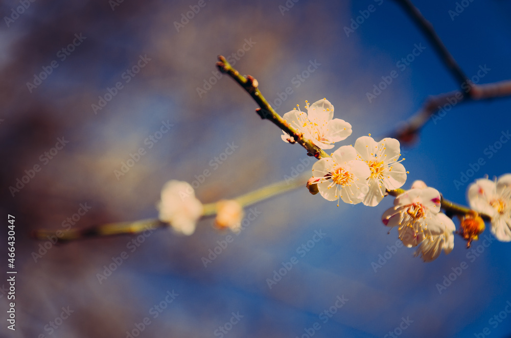 Abstract blur of peach flowers blooming background Abstract blur of peach flowers blooming background