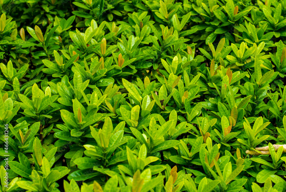 Green plant in garden and blur background, flash condition Green plant in garden and blur background, flash condition