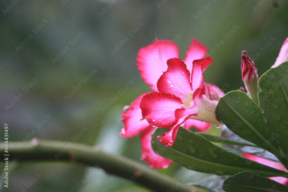 pink magnolia flowers