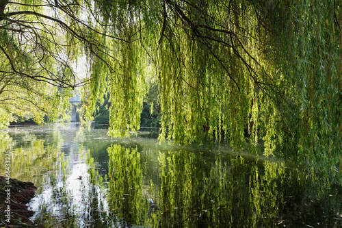 Germany, Saxony, Leipzig, Large willow tree growing over Karl-Heine-Kanal in summer photo