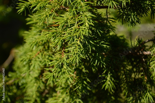 juniper close up of pine needles
