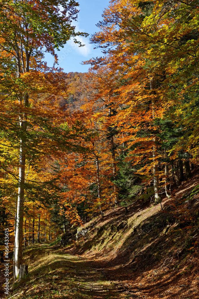 chemin des Vosges en automne