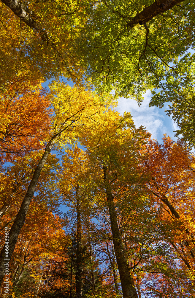 paysage des Vosges en automne