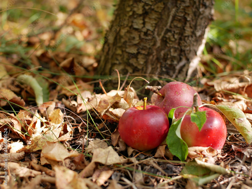 Autumn harvest of apples. Autumn concept has fallen yellow leaves and apples in the forest, garden, park.
Autumn harvest of apples. Autumn concept has fallen yellow leaves and apples in the forest, garden, park.