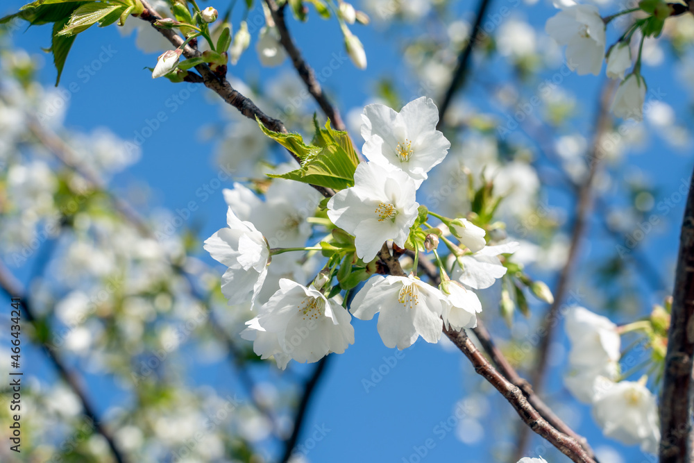 穏やかな春の陽を浴びる桜の花のアップ