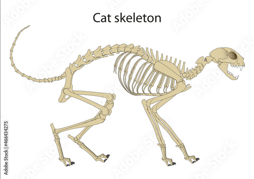 Cat Skeleton Anatomy. Side view